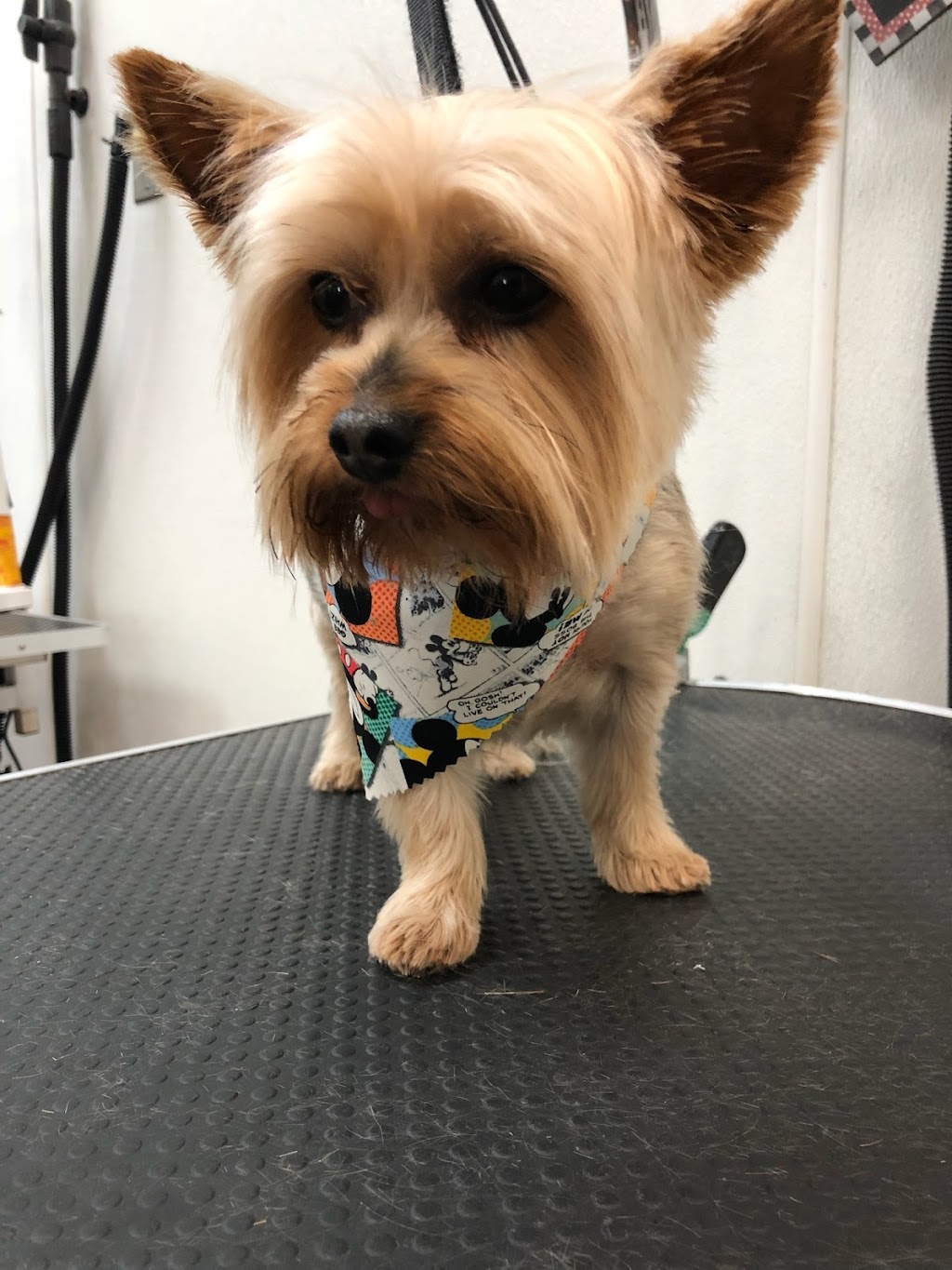 Pet Envy Grooming & Boutique | 5121 W Goshen Ave, Visalia, CA 93291, USA | Phone: (559) 741-1442