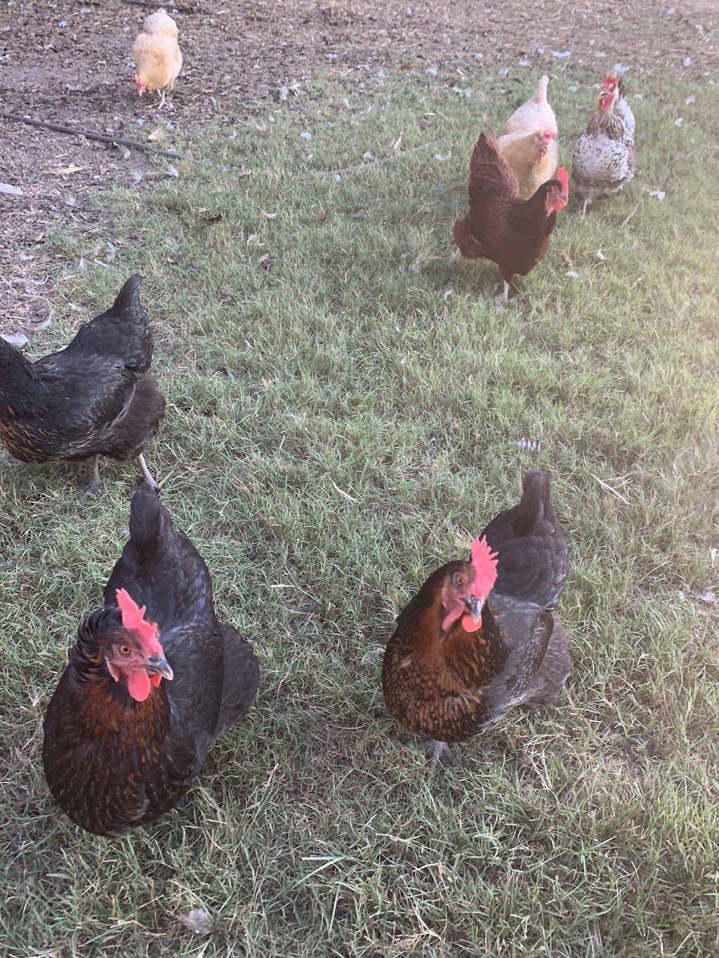 DCT Farms | 905 S Cockrell Hill Rd, Ovilla, TX 75154, USA | Phone: (972) 765-4269