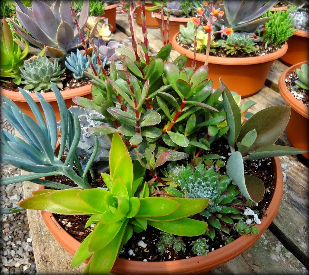 Park Greenhouse Garden Center | 12813 W Ripon Rd, Ripon, CA 95366, USA | Phone: (209) 599-3410