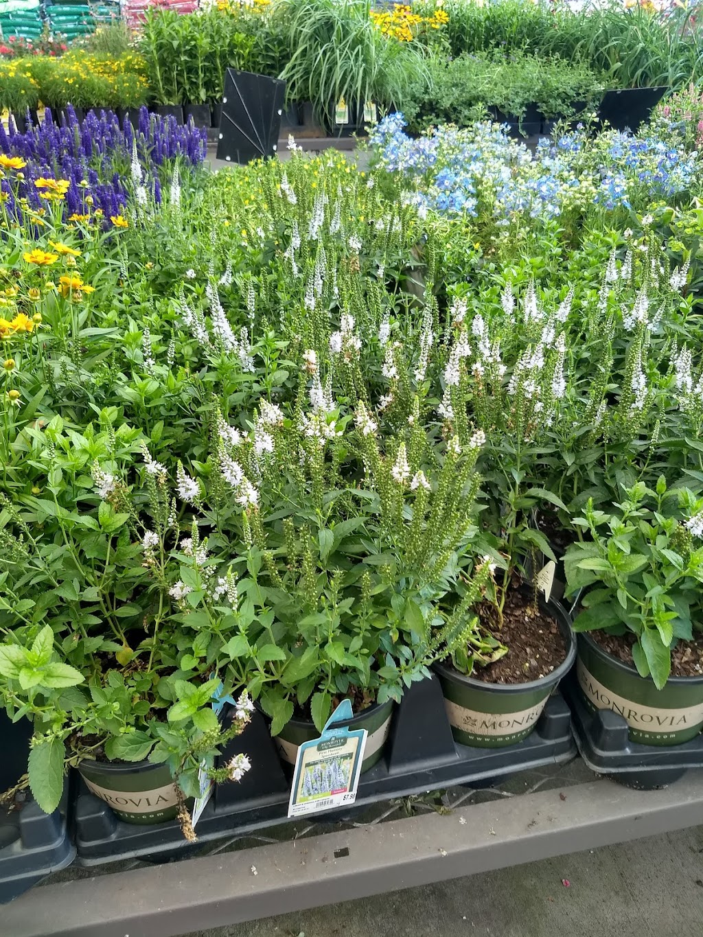 Lowes Garden Center | 2040 Durham Rd, Roxboro, NC 27573, USA | Phone: (336) 330-2100