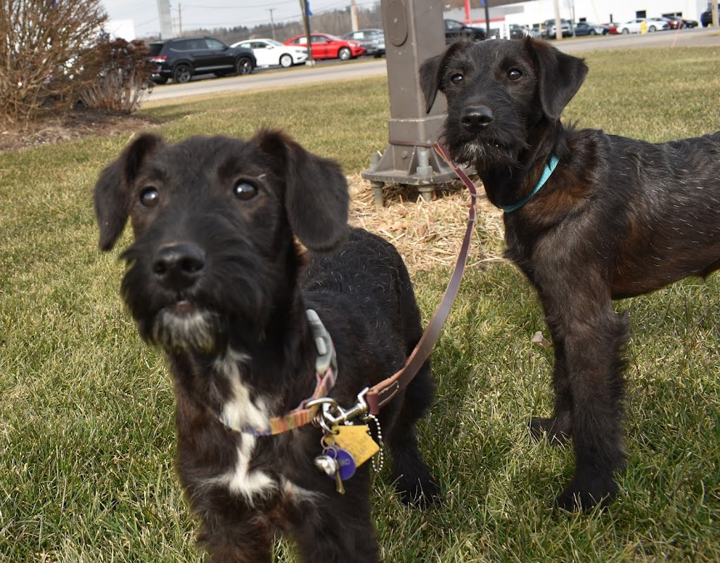 New Pittsburg Small Animal Clinic | 1436 W Old Lincoln Way West, Wooster, OH 44691, USA | Phone: (330) 264-7799