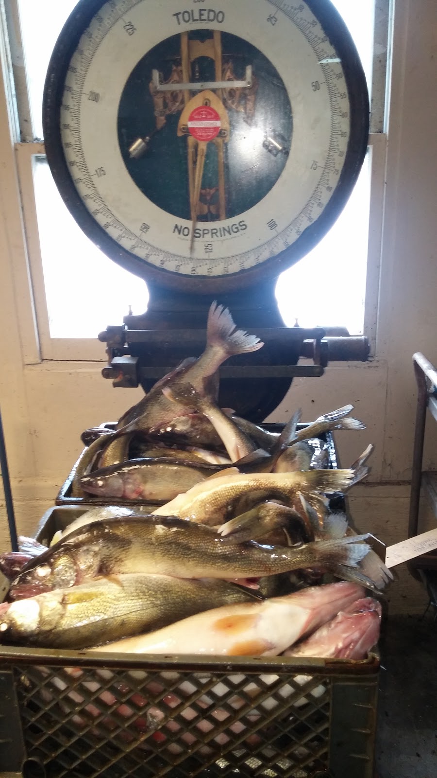 Shamrock Fishing Charters | 10955 Corduroy Rd, Curtice, OH 43412, USA | Phone: (419) 345-3948