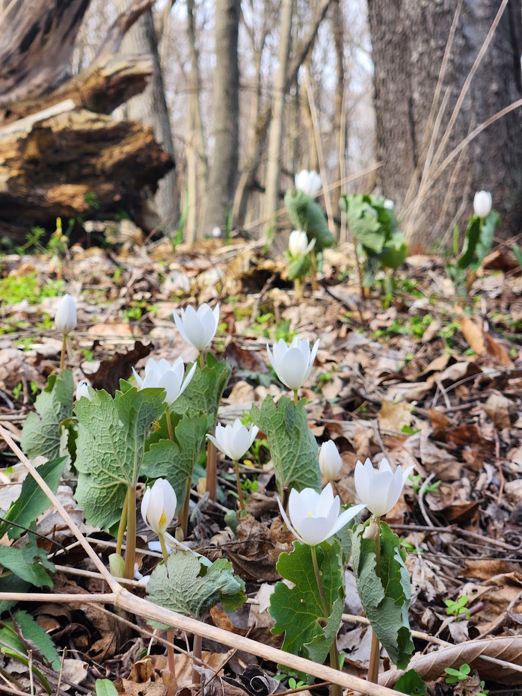 Eagle Creek Nature Preserve | 11027 Hopkins Rd, Garrettsville, OH 44231, USA | Phone: (330) 527-5118