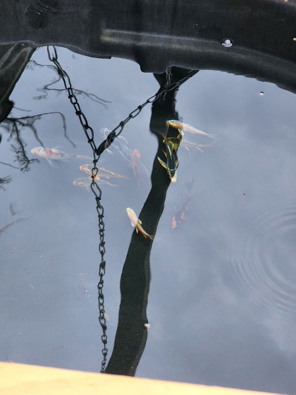 Ornamental Pond Fish, Inc. | 301 Thorn Rd, Port Allen, LA 70767, USA | Phone: (225) 343-4002