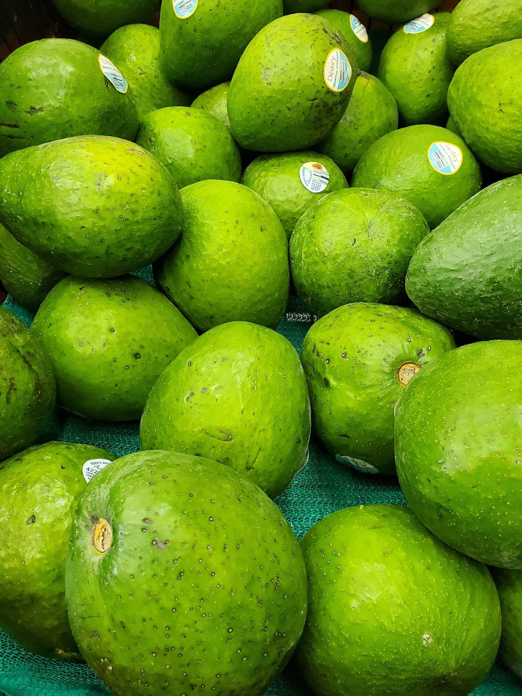 Platanos Power | 13438 US-19, Port Richey, FL 34667, USA | Phone: (727) 378-4214