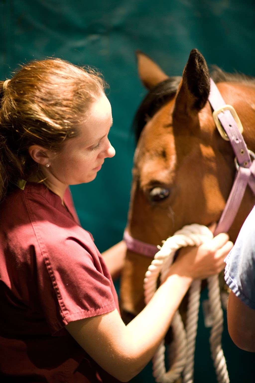 Arizona Equine Medical & Surgical Centre | 1685 S Gilbert Rd, Gilbert, AZ 85295, USA | Phone: (480) 962-6660