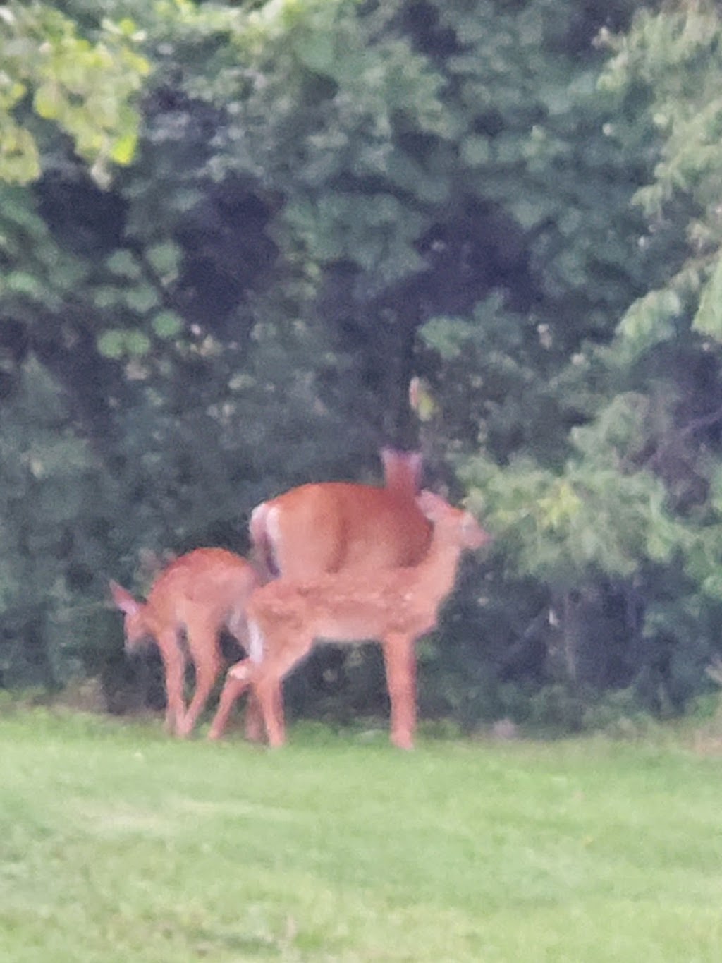 Oakland Glens | 41875 Carousel St, Novi, MI 48377, USA | Phone: (248) 624-4200