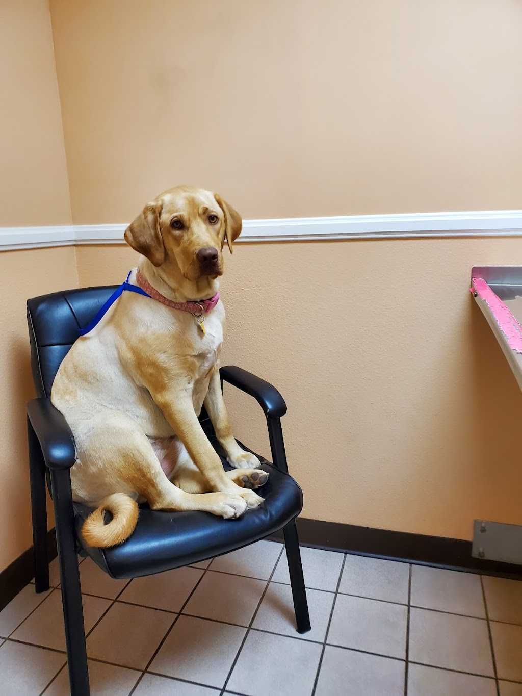 North Valley Veterinary Center And Boarding | 43619 Sierra Hwy, Lancaster, CA 93534, USA | Phone: (661) 945-7906