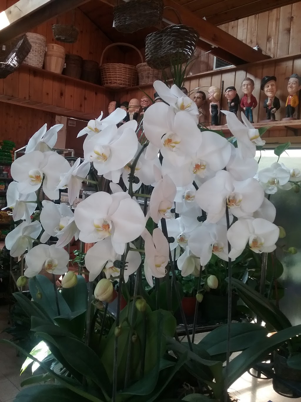 Rockridge Flower Shop And Garden Center | 280 Purchase St, Rye, NY 10580, USA | Phone: (914) 967-2455