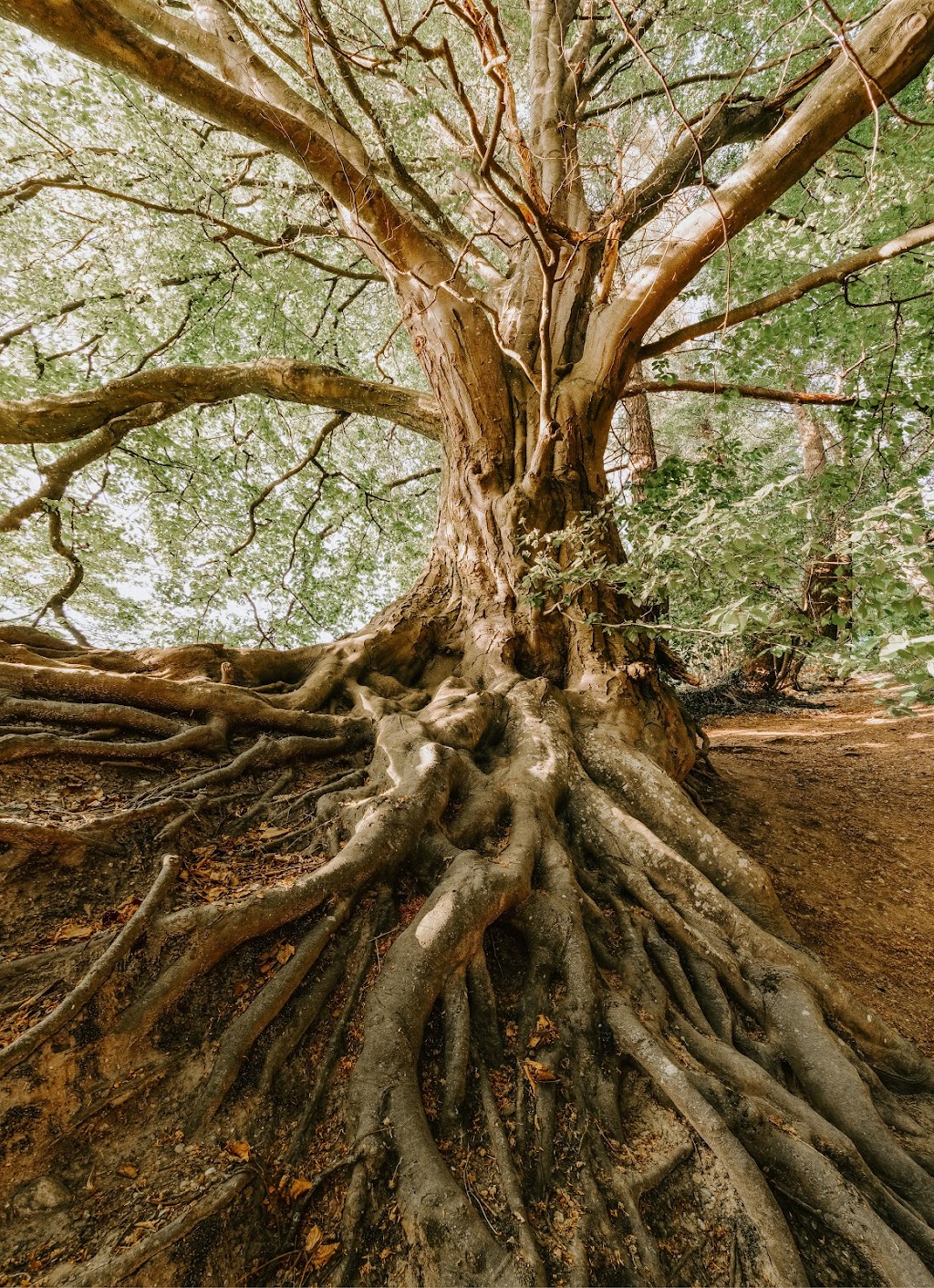 Roots Family Healing | 100 Arapahoe Ave #8, Boulder, CO 80302, USA | Phone: (720) 300-2328