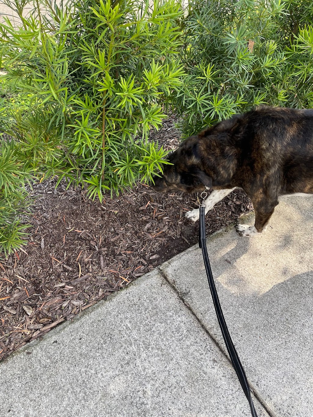 Walk-In Veterinary Care | 5080 N U.S. Hwy 41, Apollo Beach, FL 33572, USA | Phone: (813) 213-8515