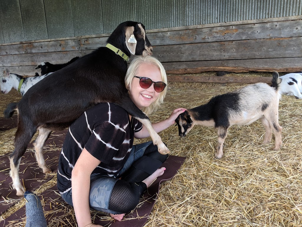 Have Ya Herd Goat Yoga & Corn Maze | 517 County Rd Ss, Roberts, WI 54023, USA | Phone: (612) 816-0722