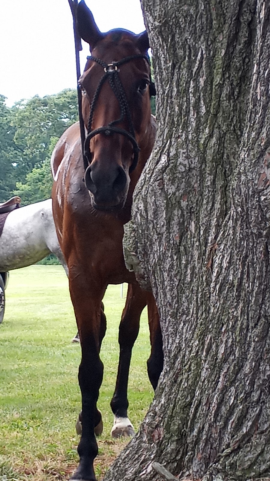 Bethpage Polo at the Park | Plainview Road &, Manchester Dr, Bethpage, NY 11714, USA | Phone: (516) 500-7656