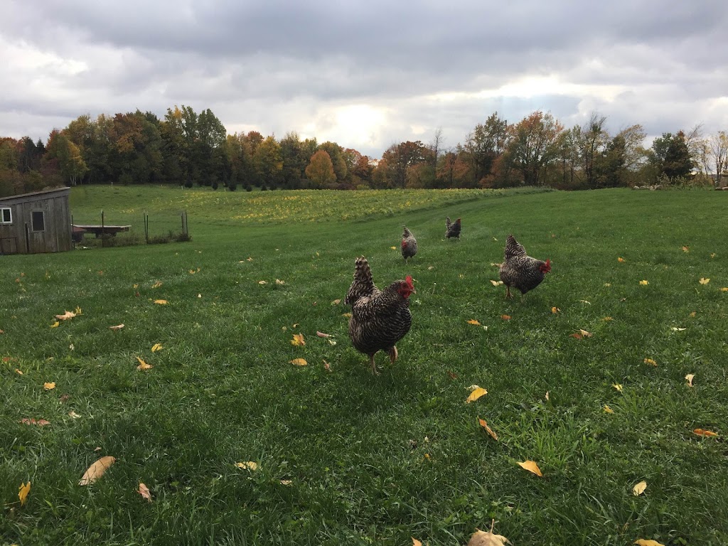 Greystone Nature Preserve | 8531 Bear Lake Rd, Fredonia, NY 14063, USA | Phone: (716) 679-6603