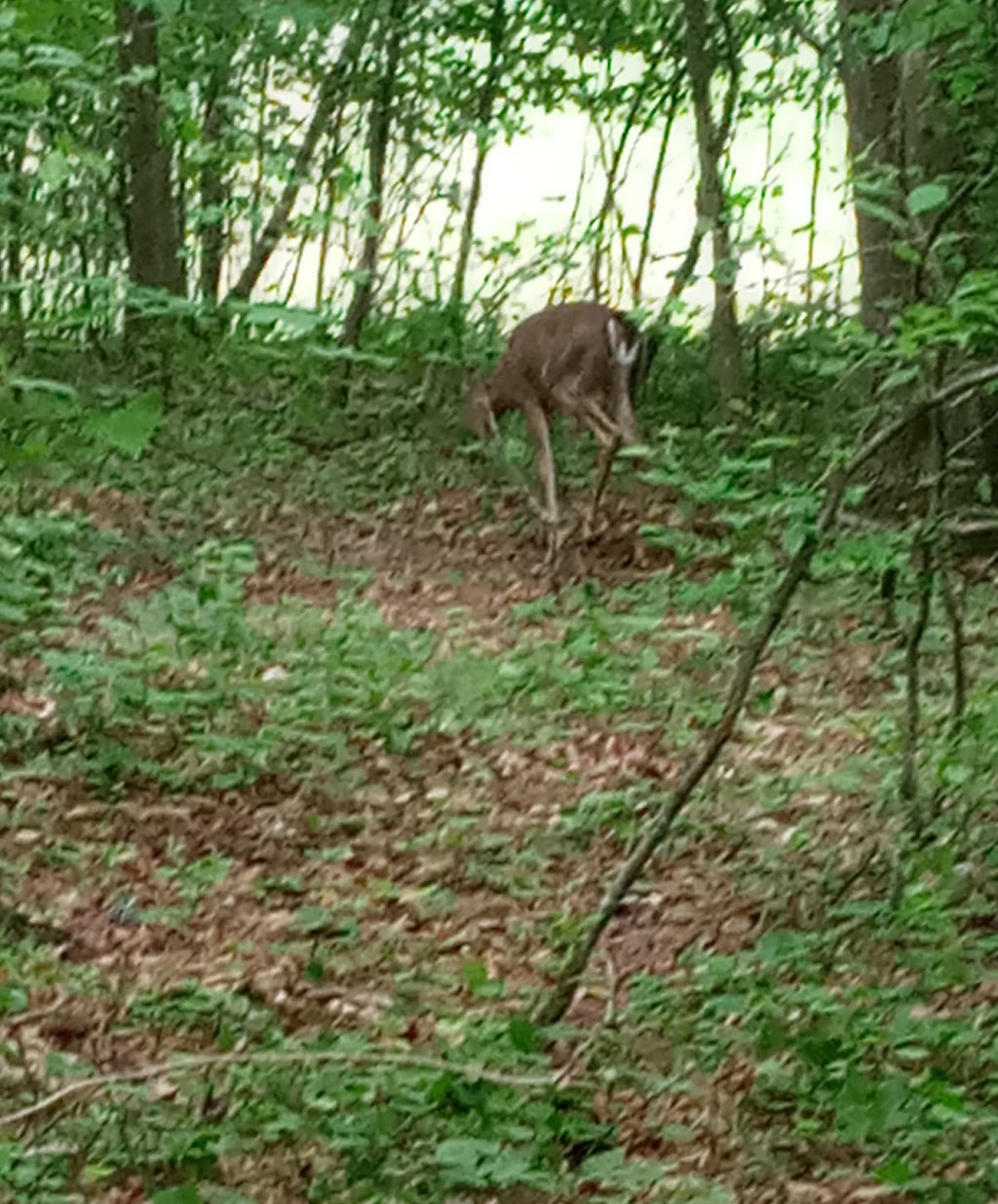 Haw Creek Park | 2205 Echols Rd, Cumming, GA 30041, USA | Phone: (770) 781-2215