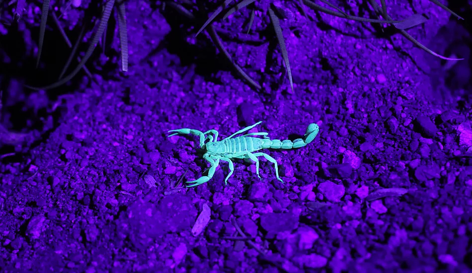 Arsenal Exterminating | 21467 E Sunset Dr, Queen Creek, AZ 85142, USA | Phone: (480) 232-4631