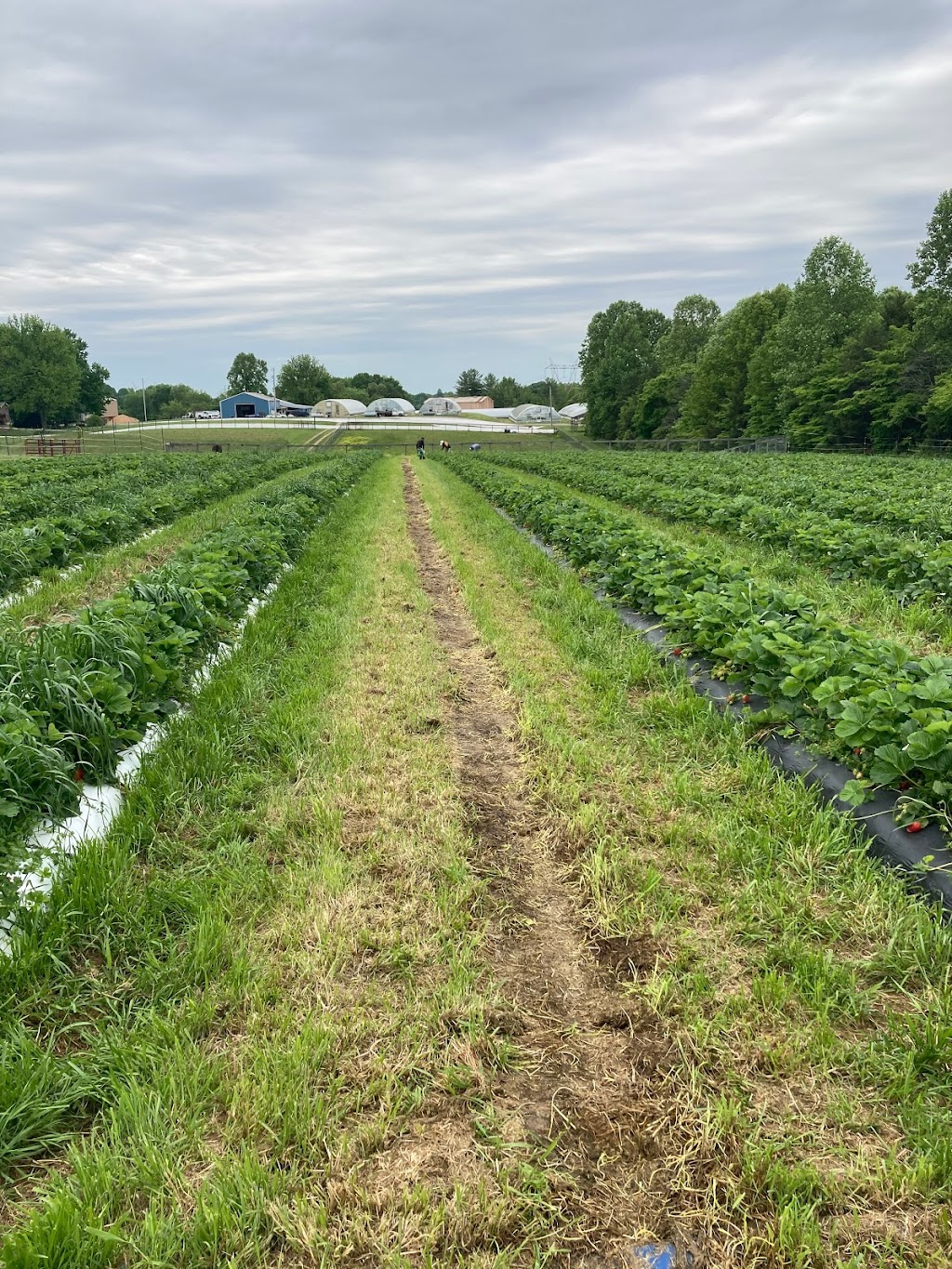 Slate Farms Strawberries | 1601 TN-76, Clarksville, TN 37043, USA | Phone: (931) 241-3966