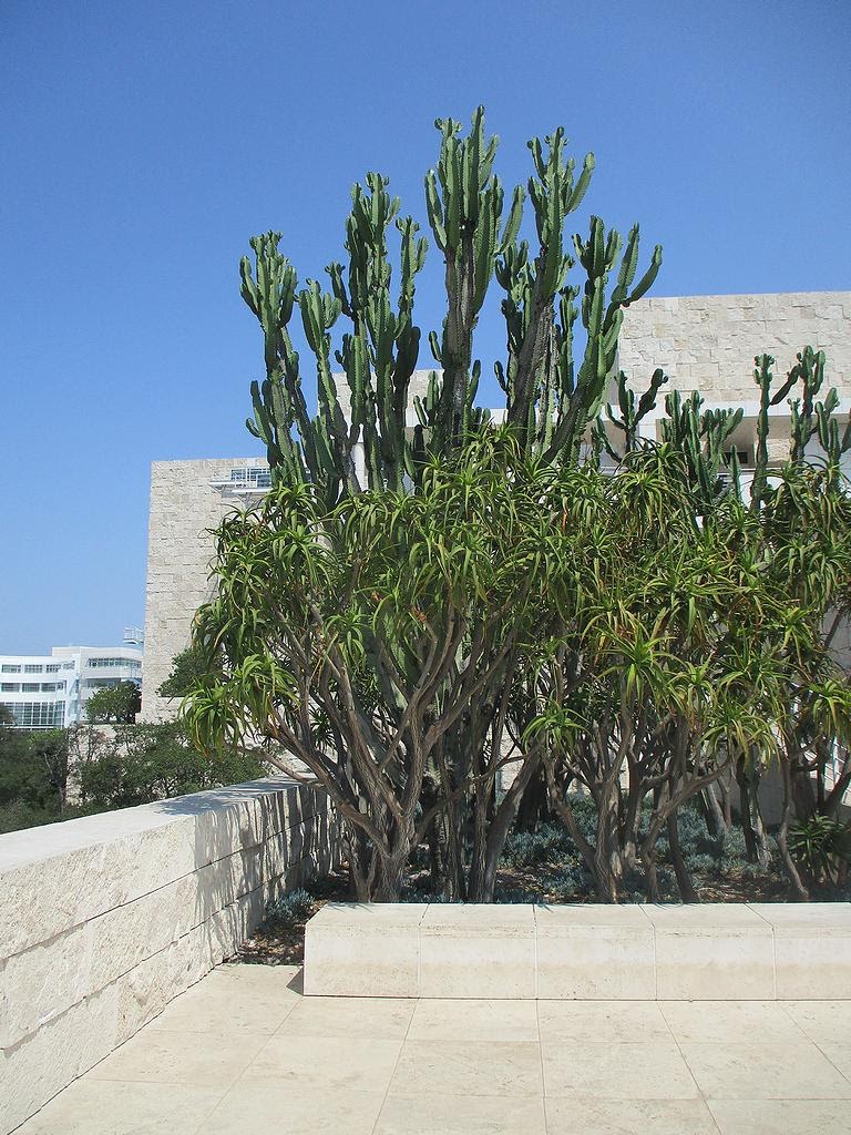 Cactus Garden | The Getty Center, 1200 Getty Center Dr, Los Angeles, CA 90049, USA | Phone: (310) 440-7300