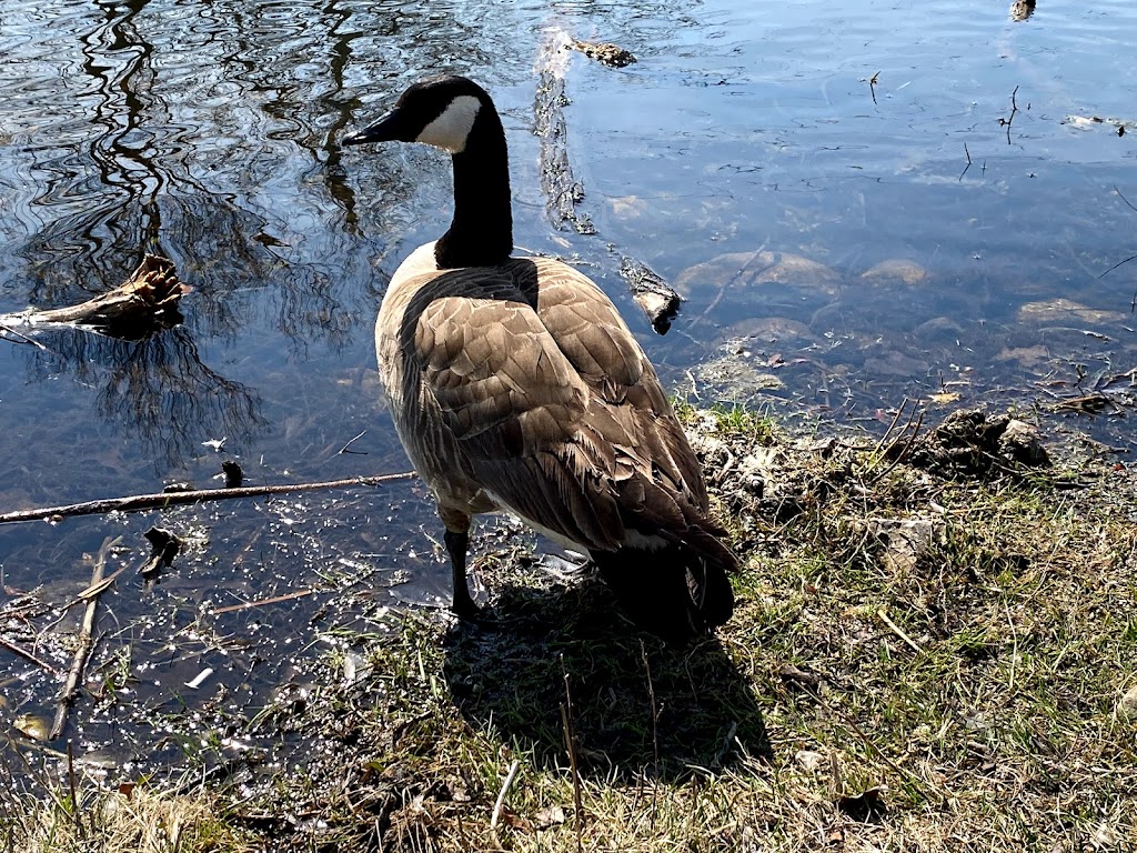 Sadlers Pond Nature Park | 182 Forest Ave, Essex, ON N8M 2G6, Canada | Phone: (519) 776-7336