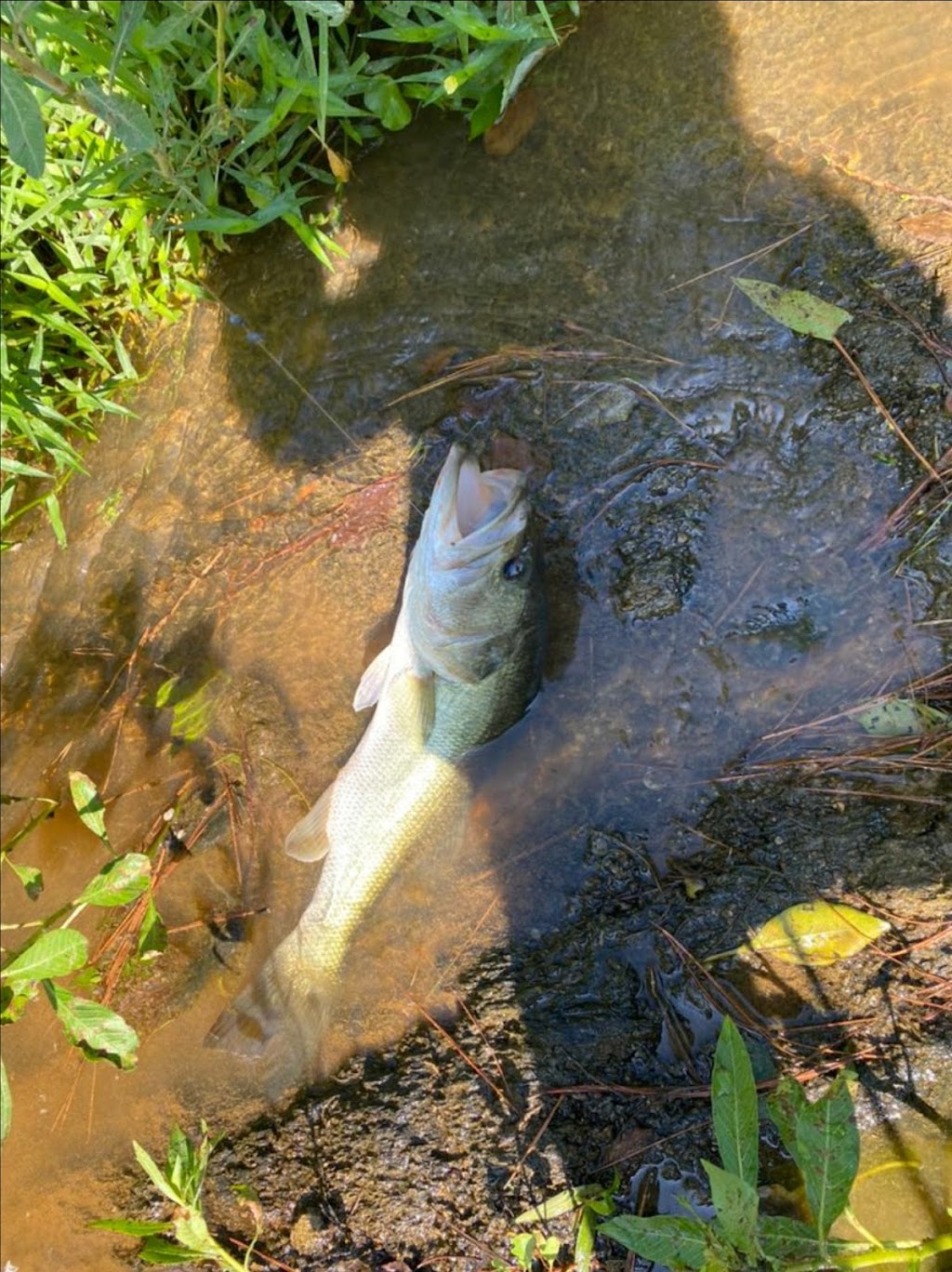 Langdons Fishing | 664 Cornwallis Rd, Garner, NC 27529, USA | Phone: (919) 779-0207