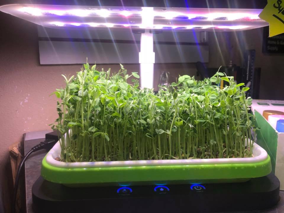 Wicked Green LLC | 16447 US Hwy 41, Spring Hill, FL 34610, USA | Phone: (813) 528-5848