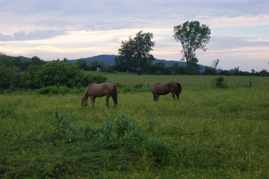 Boyd Family Ranch | 8448 N Otto Rd, Cattaraugus, NY 14719, USA | Phone: (716) 713-1699