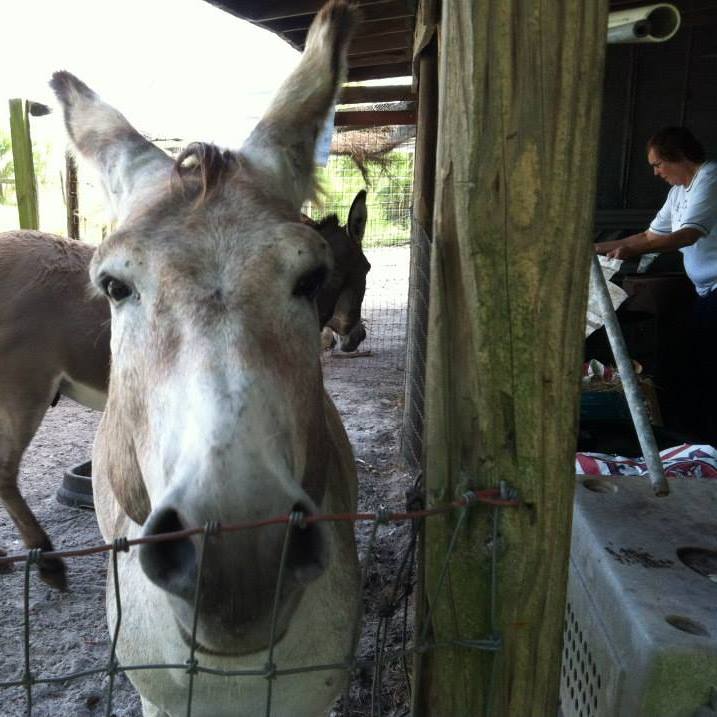 The Childrens Farm | 7536 SE 11th Ave, Starke, FL 32091, USA | Phone: (352) 473-7031