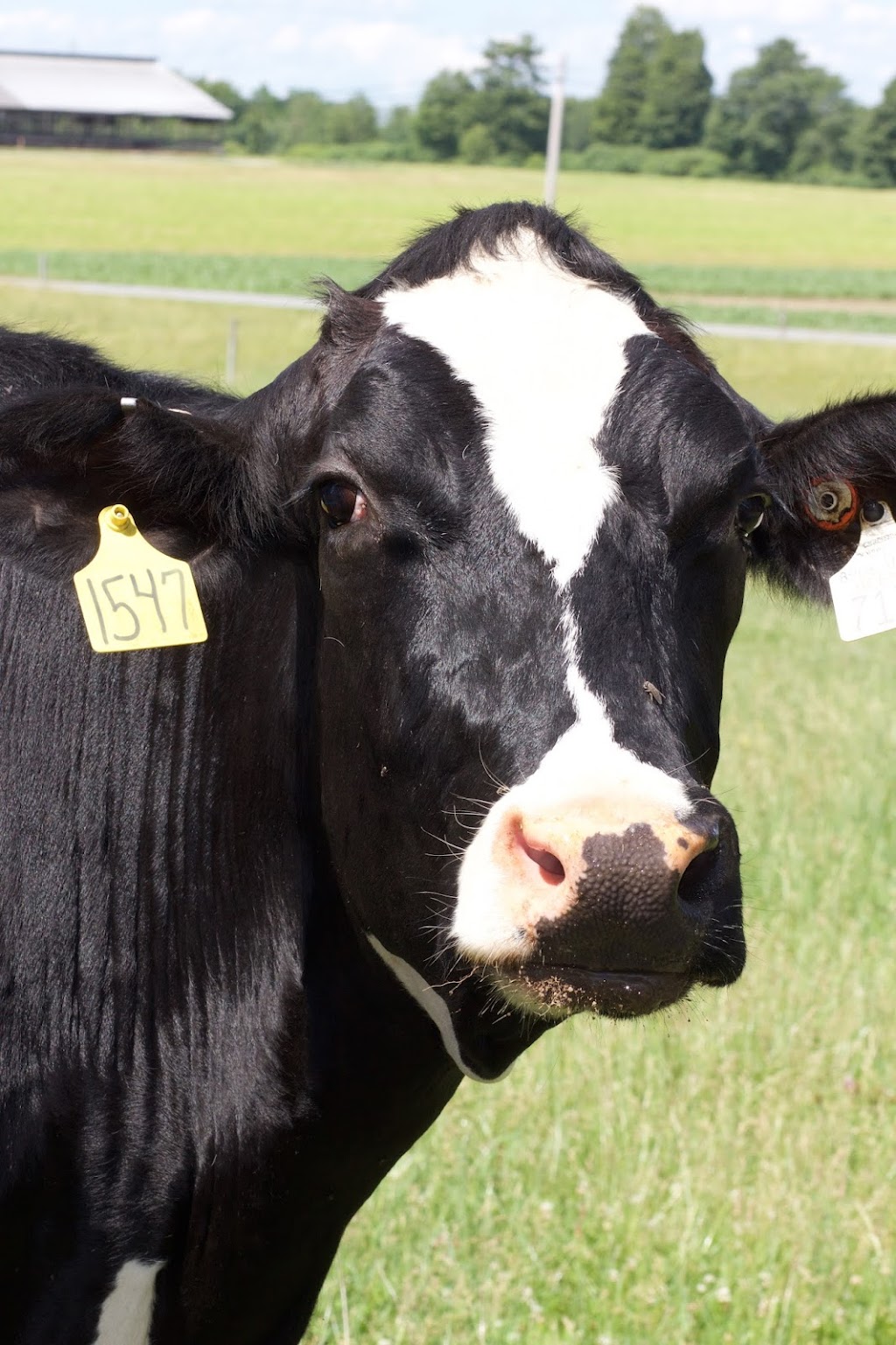 Eildon Tweed Farm | 1253 Eastern Ave, Amsterdam, NY 12010, USA | Phone: (518) 882-6684