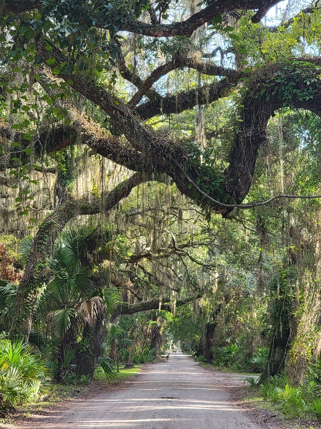 Sea Camp Ranger Station | Cumberland Island, St Marys, GA 31558, USA | Phone: (912) 882-4336