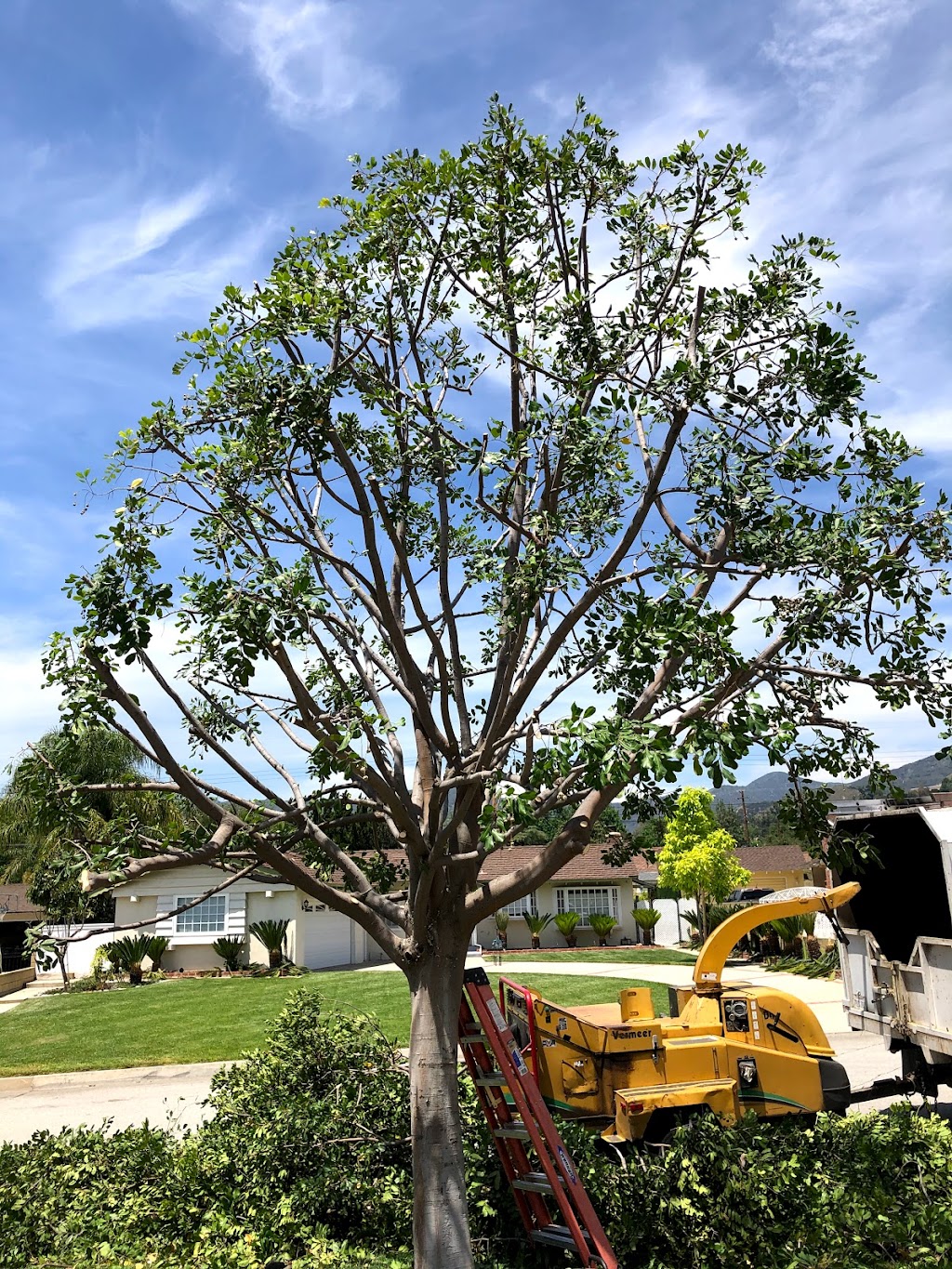 S&j natural tree service | 1551s S Oaks Ave, Ontario, CA 91761 | Phone: (909) 717-1307