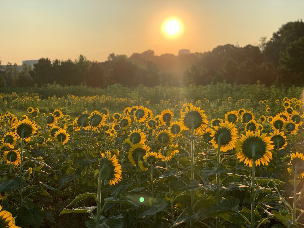 Sunflower Field | Raleigh, NC 27606, USA | Phone: (919) 996-6688