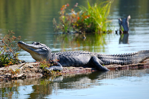 Everglades National Park | Florida, USA | Phone: (305) 242-7700