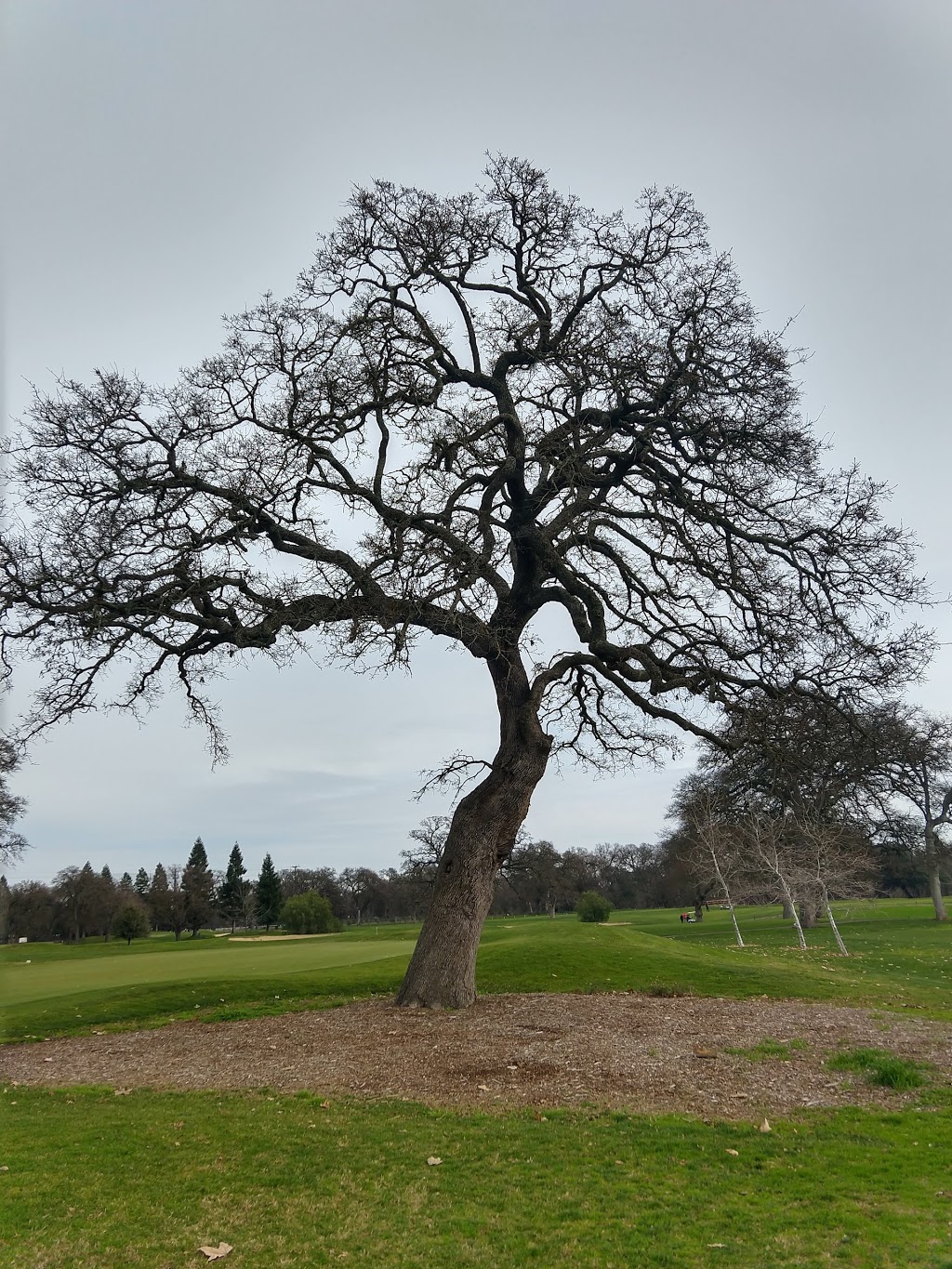 Cherry Island Golf Course | 2360 Elverta Rd, Elverta, CA 95626, USA | Phone: (916) 991-6875