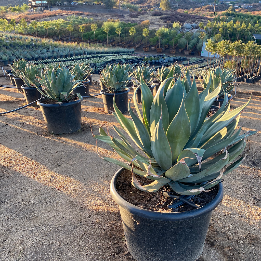 Southern Hill Nursery, Inc | 31730 Sage Rd, Hemet, CA 92544, USA | Phone: (951) 767-1011