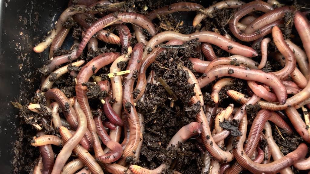 Turners Composting and Bait Worms | 1325 E Stark Rd trlr 28, Dallas, TX 75253, USA | Phone: (214) 973-3951