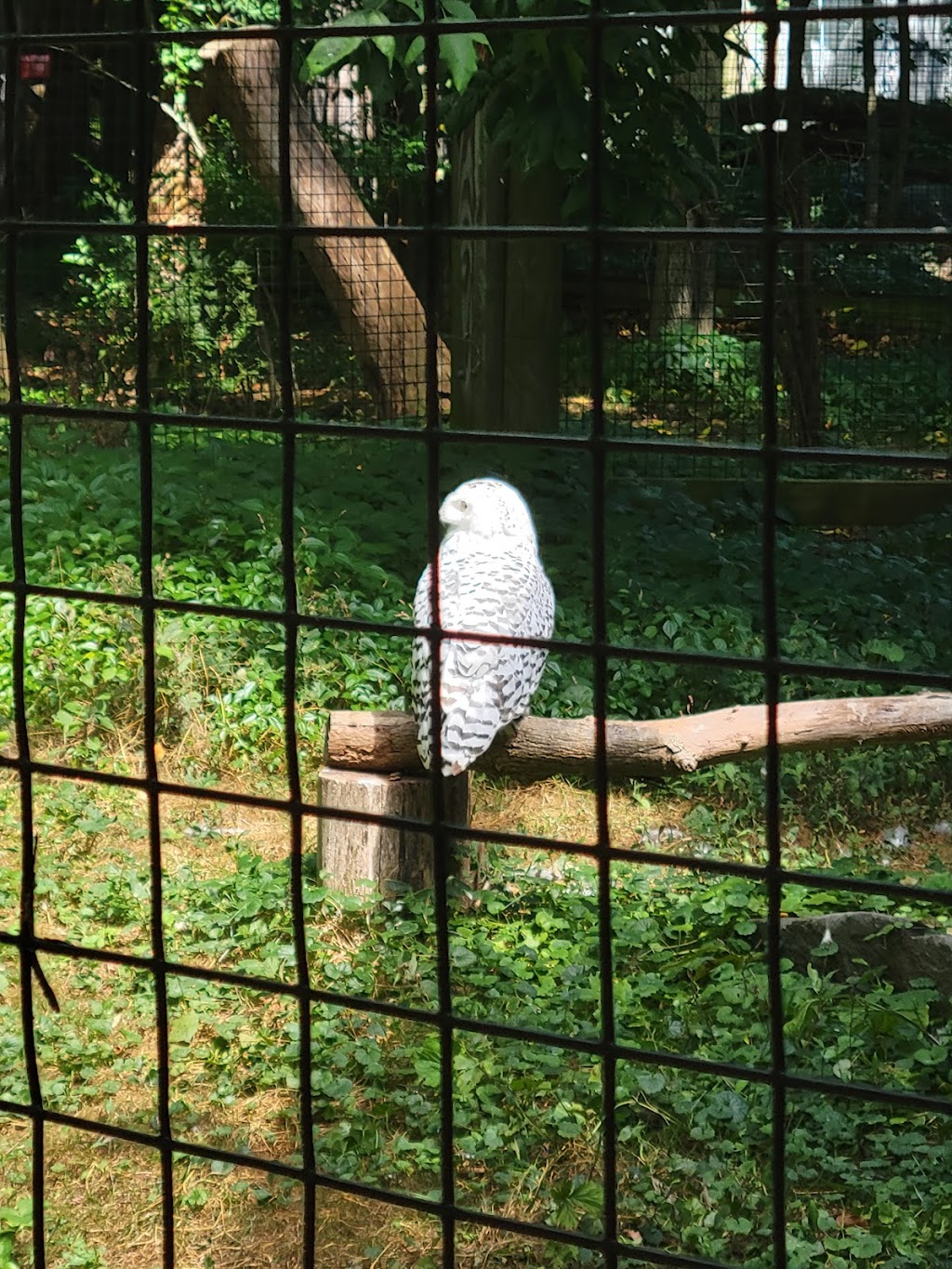 Trevor Zoo at Millbrook School | 282 Millbrook School Rd, Millbrook, NY 12545, USA | Phone: (845) 677-3704