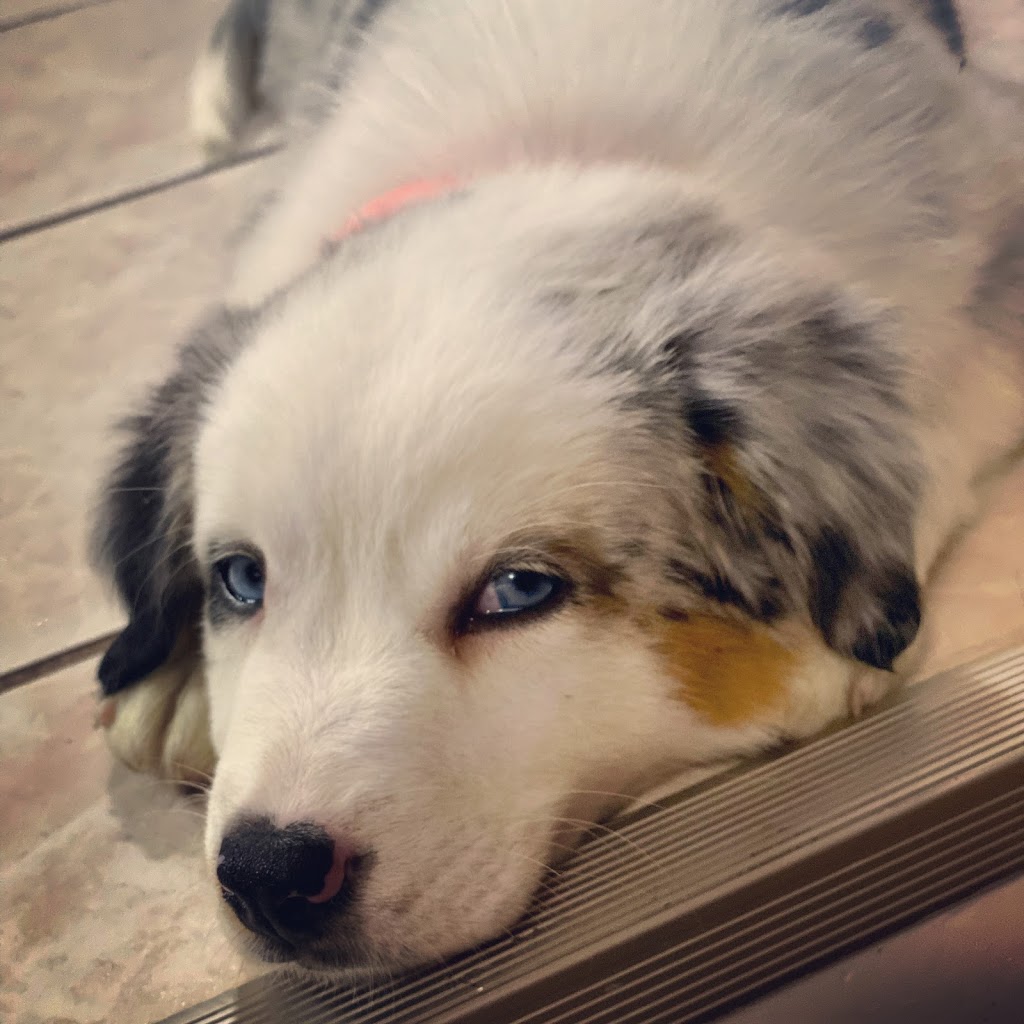 Geneva Veterinary Clinic | 254 S Broadway, Geneva, OH 44041, USA | Phone: (440) 361-4363