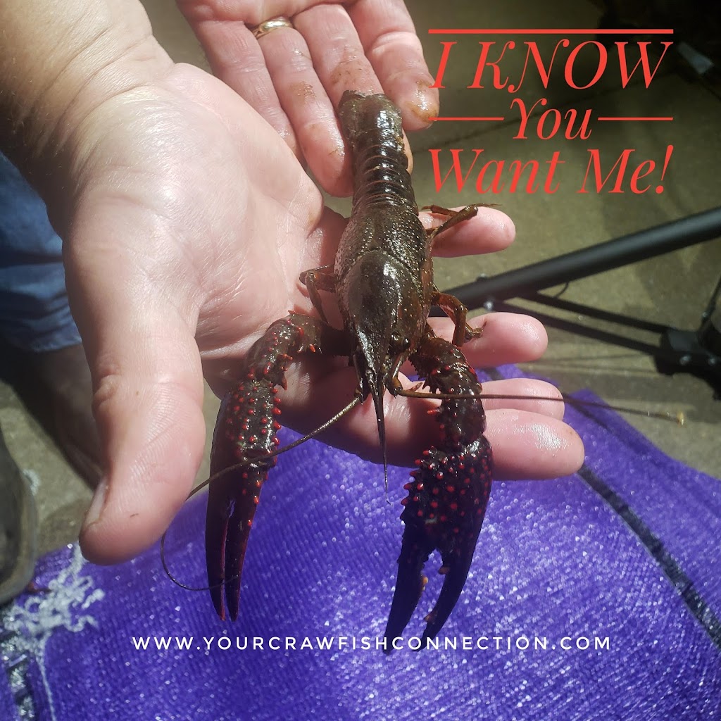 YOUR Crawfish Connection | 4208 Augusta Ct, Flower Mound, TX 75028, USA | Phone: (214) 587-6700