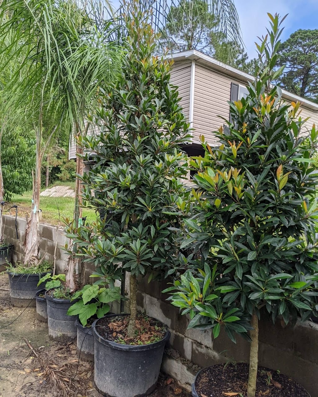 La Escondida Tree Farm | 30101 Klein Dr, Magnolia, TX 77355, USA | Phone: (832) 808-1465