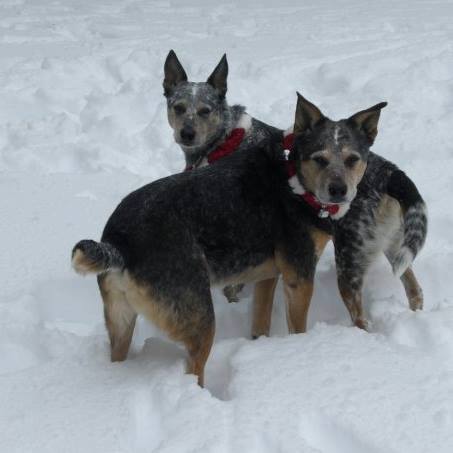 Dog Lady | 701 Delaware Ave, Delmar, NY 12054, USA | Phone: (518) 586-6292