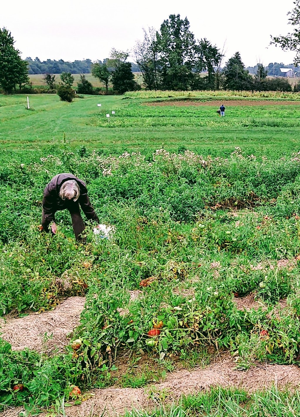 Millers Pickin Patch | 9460 Ravenna Ave NE, Louisville, OH 44641, USA | Phone: (330) 875-9227