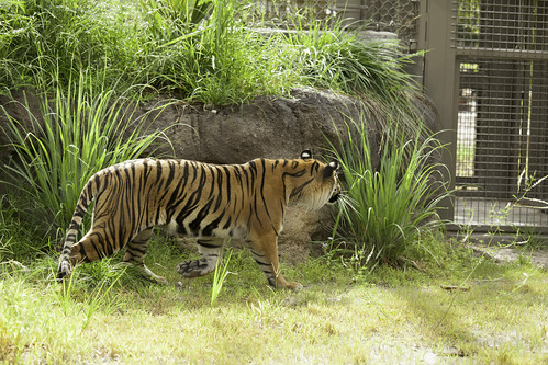 Jacksonville Zoo and Gardens | 370 Zoo Pkwy, Jacksonville, FL 32218, USA | Phone: (904) 757-4463