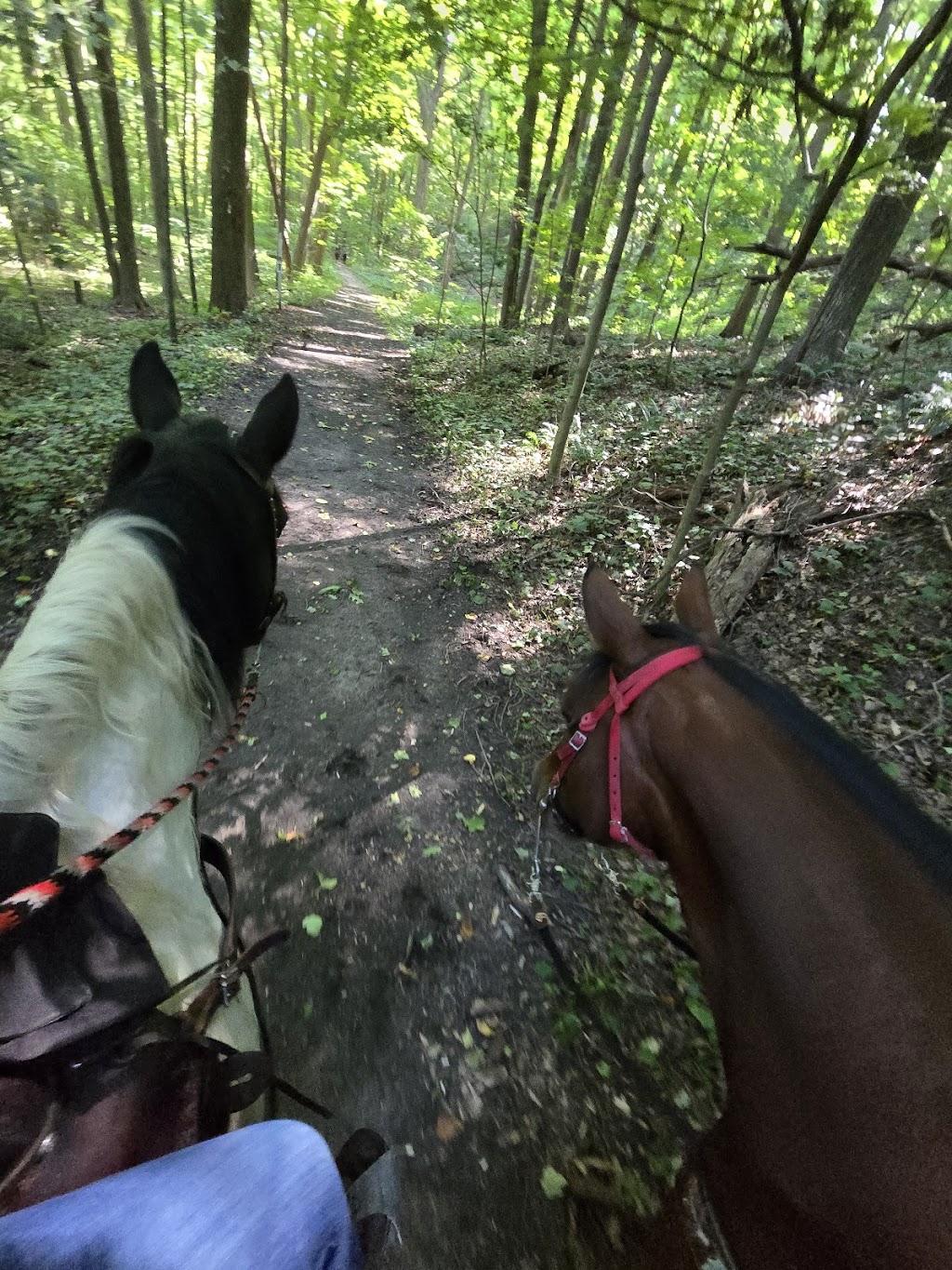 Edison Woods MetroPark | 10186 Ceylon Rd, Berlin Heights, OH 44814, USA | Phone: (419) 625-7783