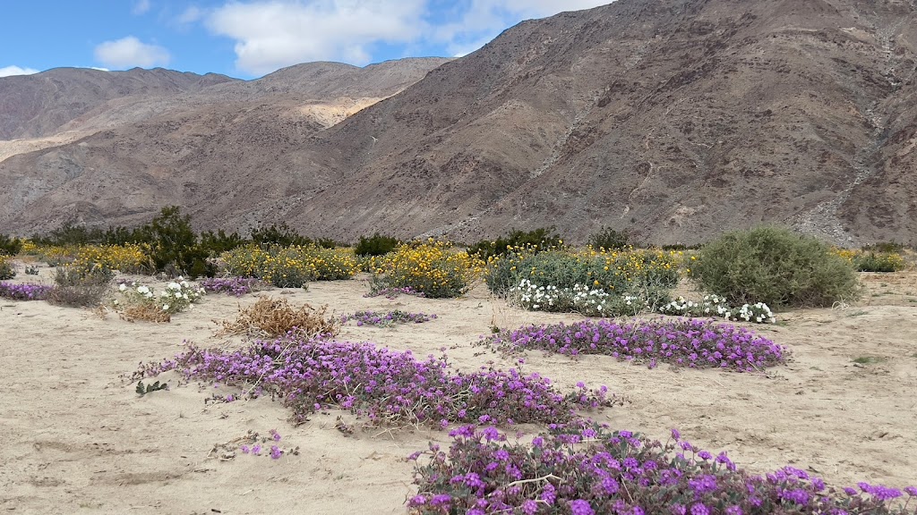 Anza Borrego State Park | Borrego Springs, CA 92004, USA | Phone: (760) 767-4205