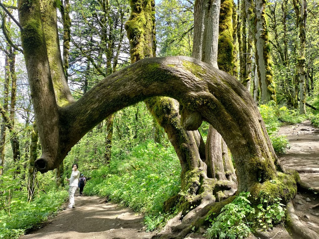 Latourell Falls | Historic Columbia River Hwy, Corbett, OR 97019, USA | Phone: (503) 695-2261