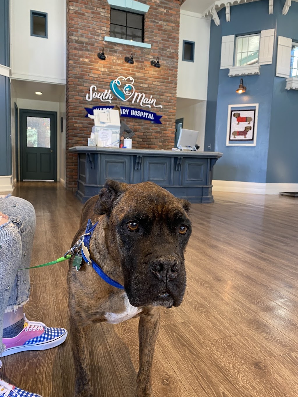 South Main Veterinary Hospital | 6 Main St, Sutter Creek, CA 95685, USA | Phone: (209) 560-9142