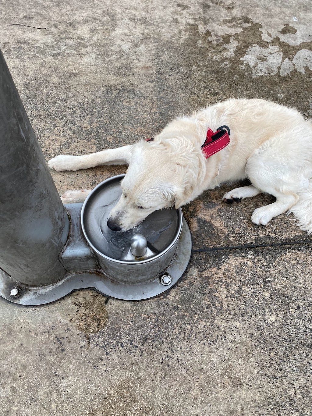 Dog Park | 11405 SW 157th Ave, Miami, FL 33196, USA | Phone: (305) 386-0227