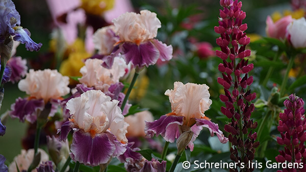 Schreiners Iris Gardens | 3625 Quinaby Rd NE, Salem, OR 97303, USA | Phone: (503) 393-3232