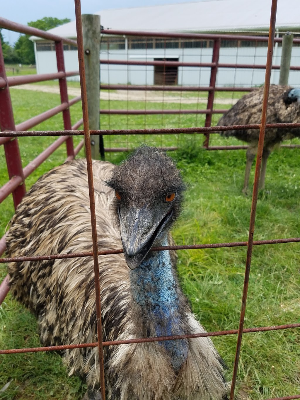 Spring Mist Farms | 691 Pearl Rd, Brunswick, OH 44212, USA | Phone: (330) 225-3565