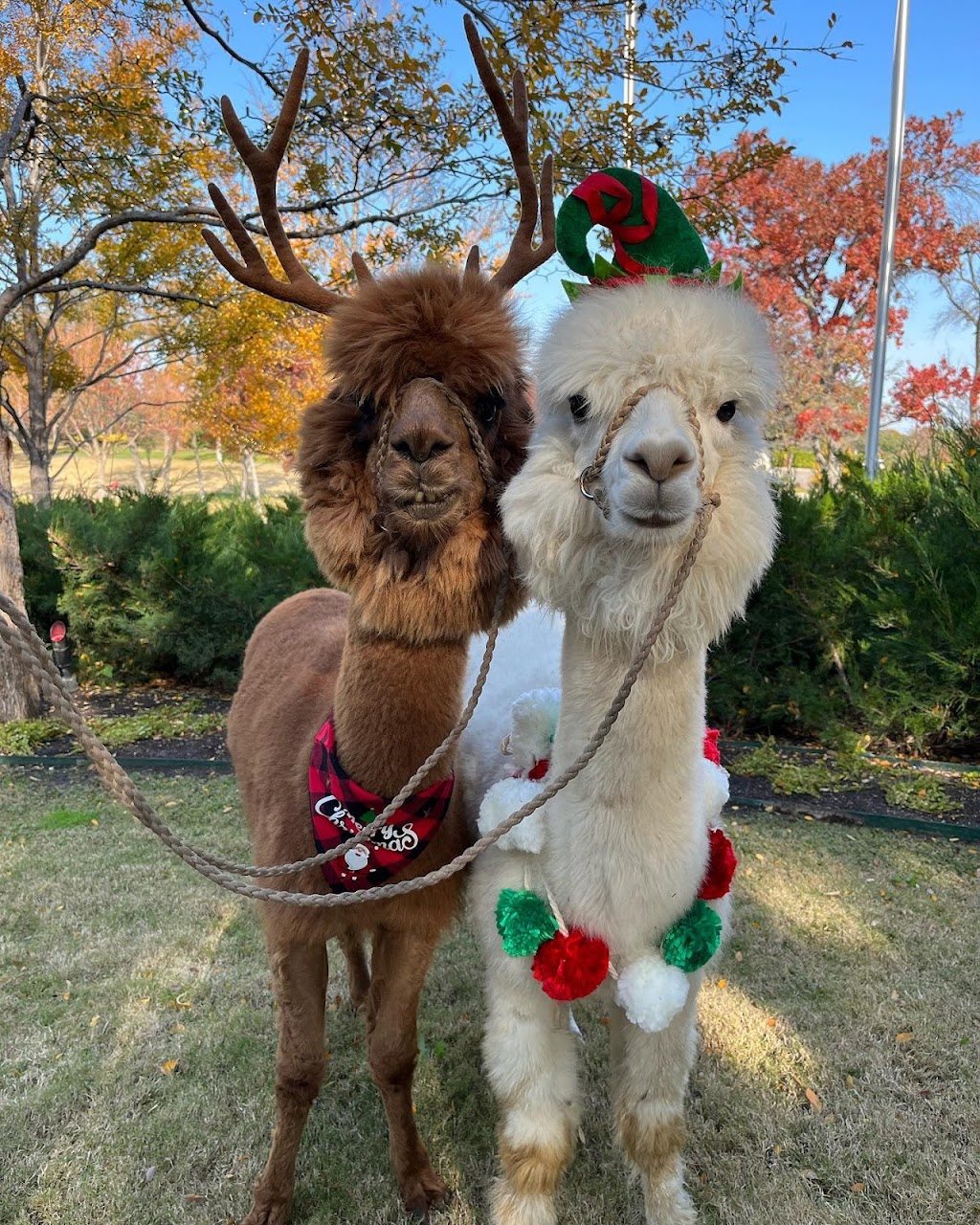 Air Ponies- Alpaca Rentals | 11470 Gordon Ln, Mabank, TX 75147, USA | Phone: (469) 441-1994